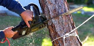 Best Tree Health Inspection  in Monument, CO