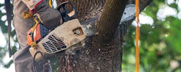 Best Fruit Tree Pruning  in Monument, CO