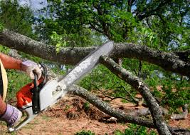 Monument, CO Tree Removal Company