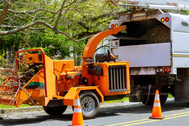 Monument, CO Tree Removal Company