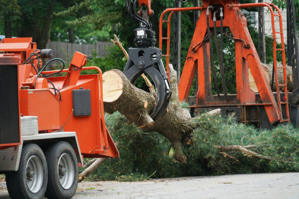 Best Tree Mulching  in Monument, CO