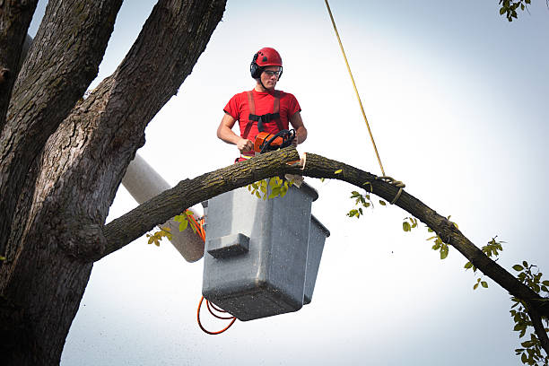 Best Hazardous Tree Removal  in Monument, CO