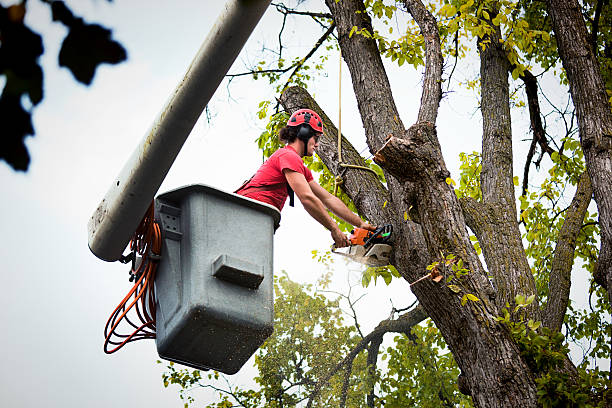 Best Firewood Processing and Delivery  in Monument, CO