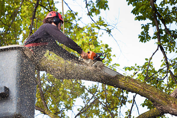 Best Emergency Tree Removal  in Monument, CO