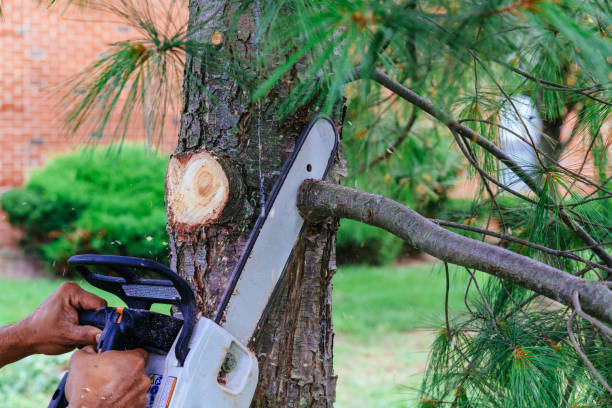Best Tree Preservation Services  in Monument, CO